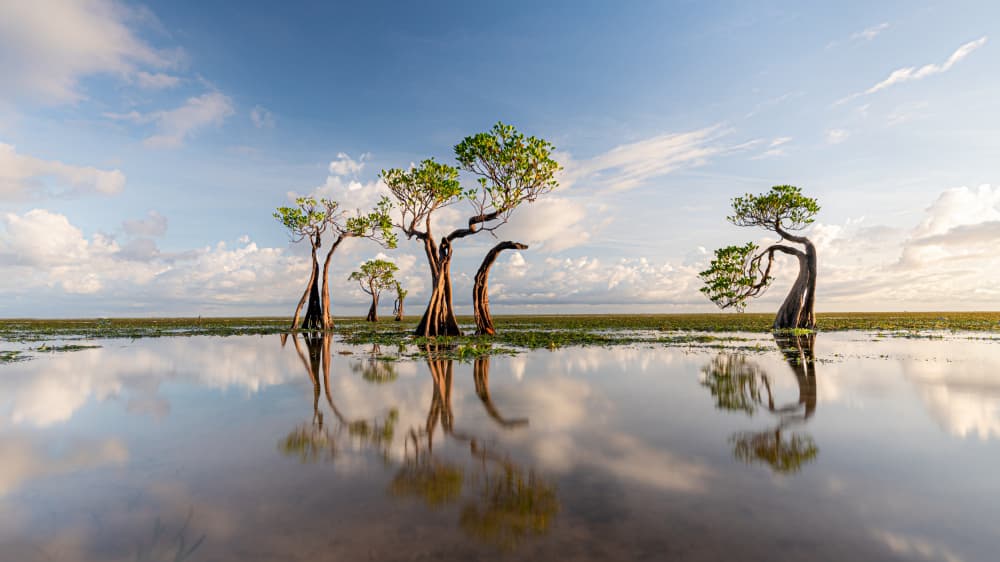 Tranquil Tree Reflections by Els Keurlinckx — canvas wall art
