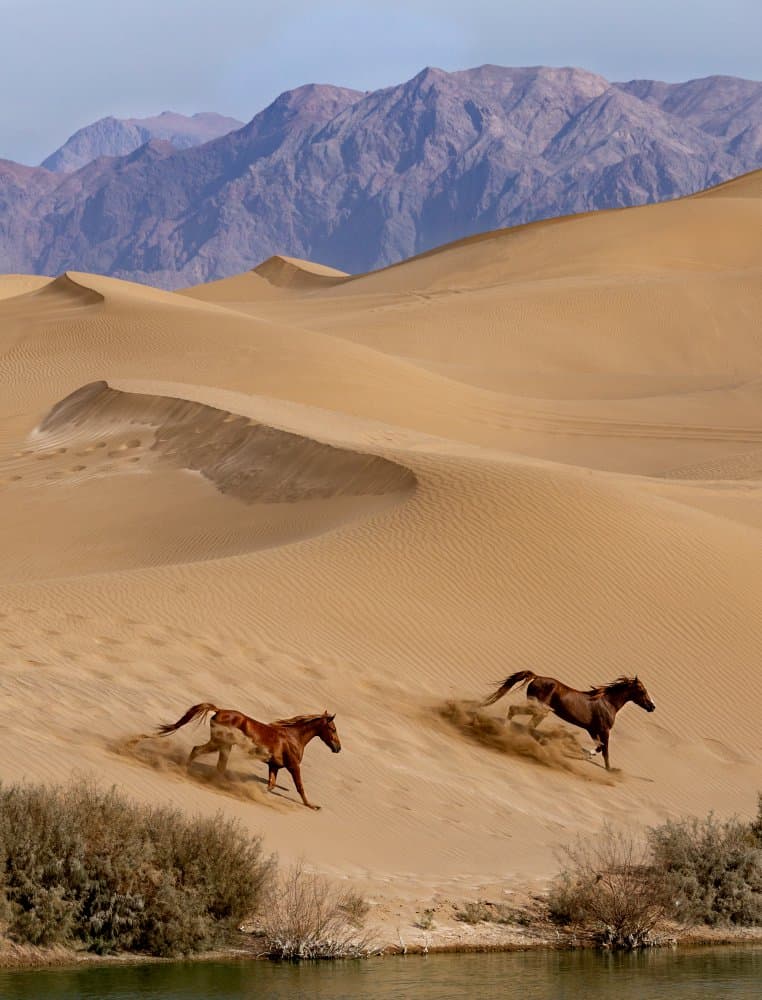 Wild Horses Desert Run by David Fazaeli — canvas wall art