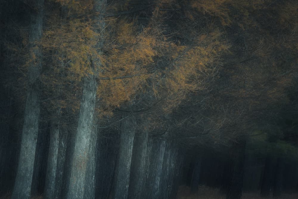Golden Autumn Trees by Dawn X W — canvas wall art