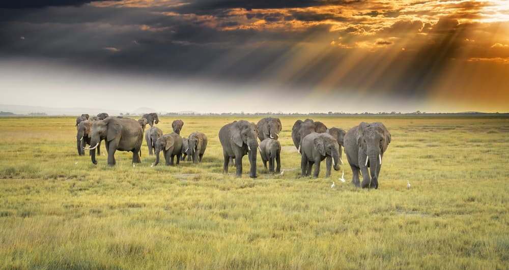 Elephants In Golden Light by Jeffrey C. Sink — canvas wall art