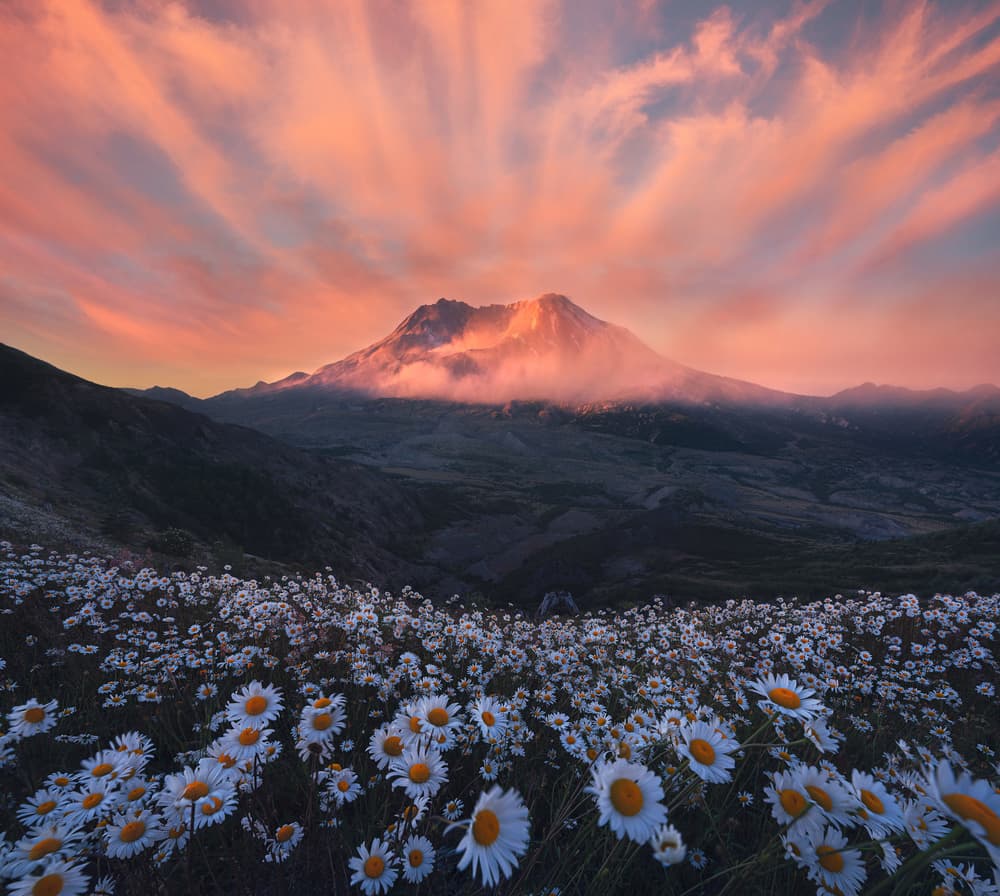 Sunset Mountain Daisy Field by Atanu Bandyopadhyay — canvas wall art