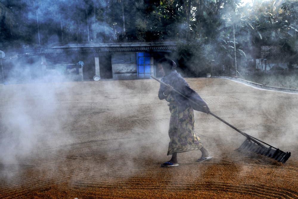 Misty Morning Grain Drying by Shaibal Nandi — canvas wall art