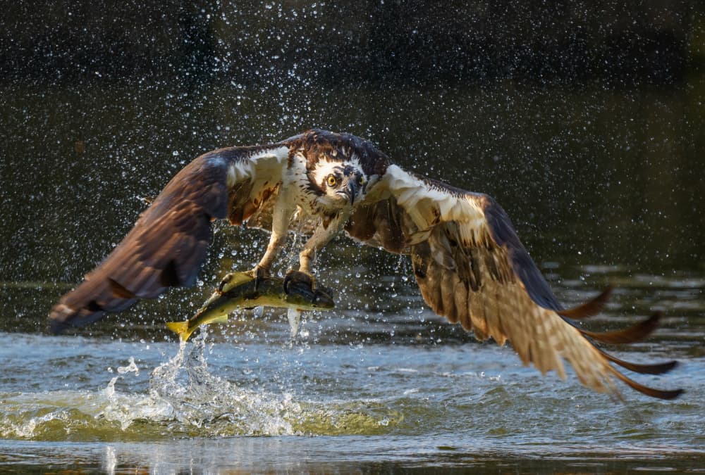 Osprey Catches Fish by Li Chen — canvas wall art