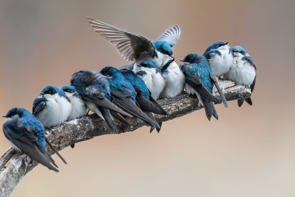 Cozy Swallows On Branch by Cheng Chang — canvas wall art