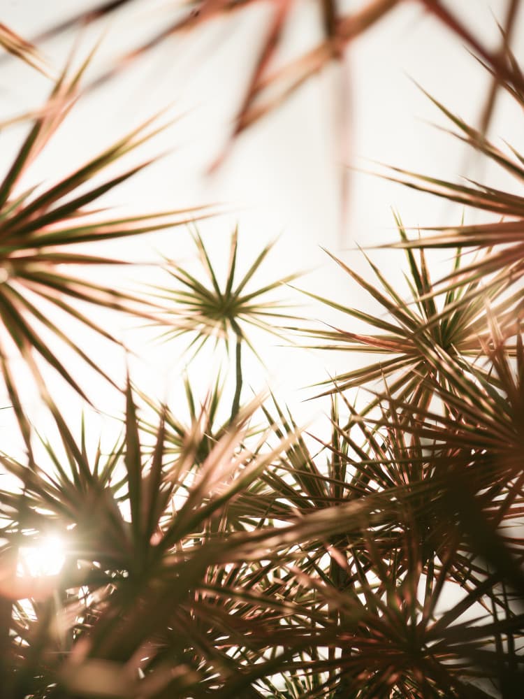 Abstract Beauty Of Spiky Plant by Shot by Clint — canvas wall art