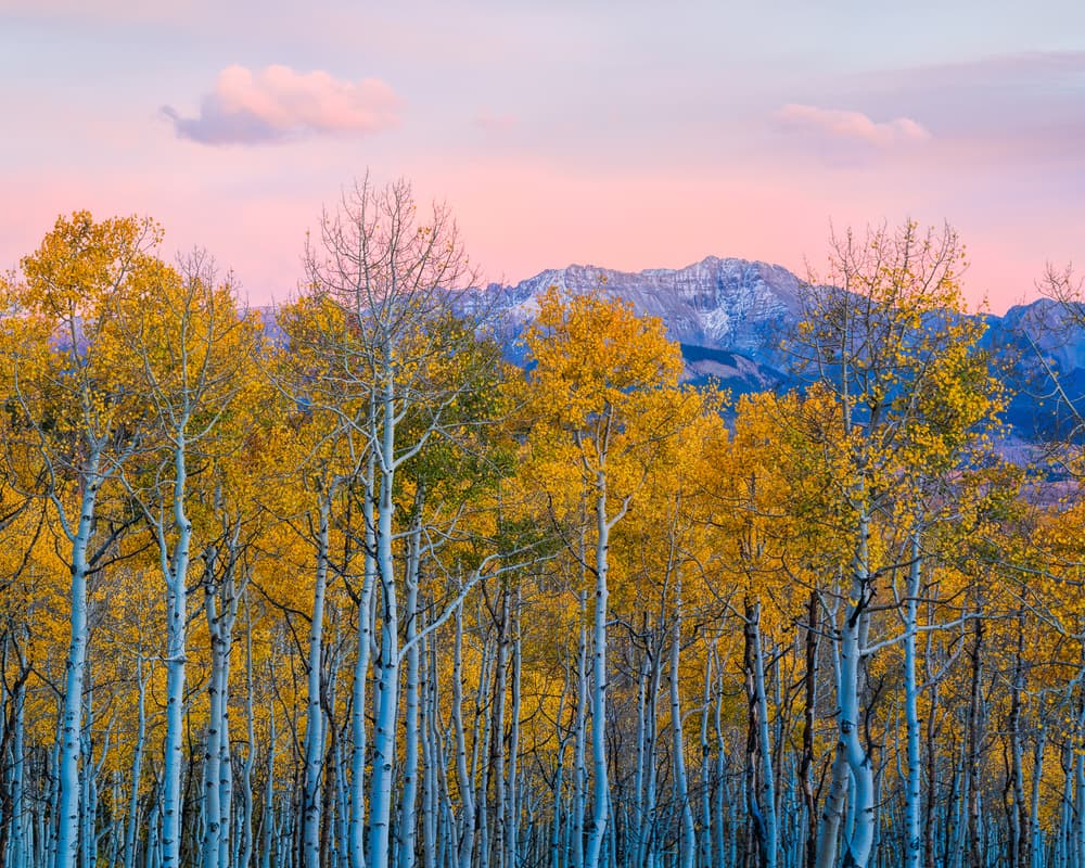 Golden Aspen Mountain Glow by John Fan — canvas wall art
