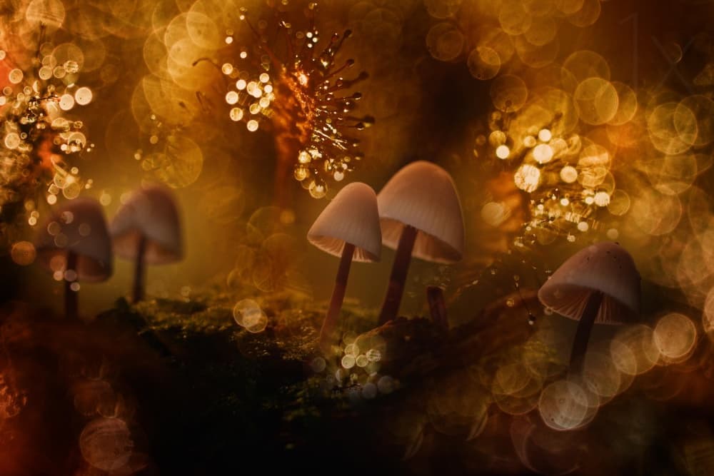 Golden Woodland Mushrooms by Wil Mijer — canvas wall art