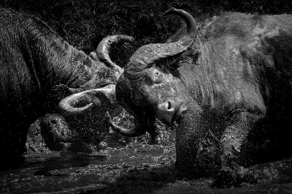 African Buffalo Power by Nicolás Merino — canvas wall art