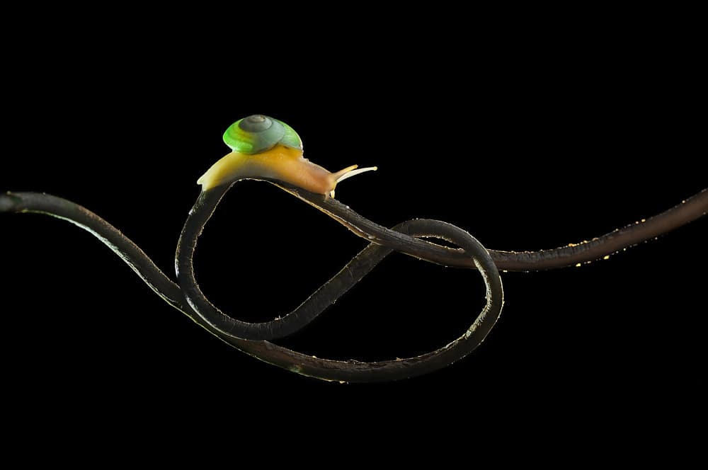Green Snail On Stem by Edy Pamungkas — canvas wall art