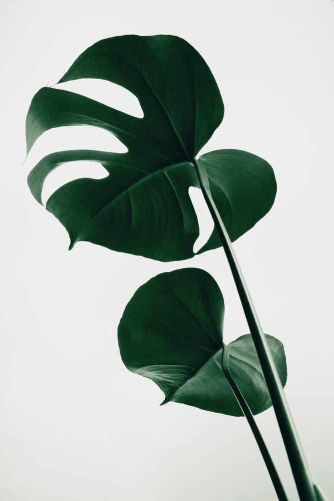 Monstera Leaf Serenity by Pictufy Studio III — canvas wall art