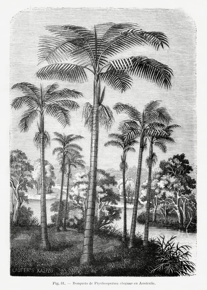 Vintage Palm Tree Drawing Ii by Les Palmiers Histoire Iconographique — canvas wall art