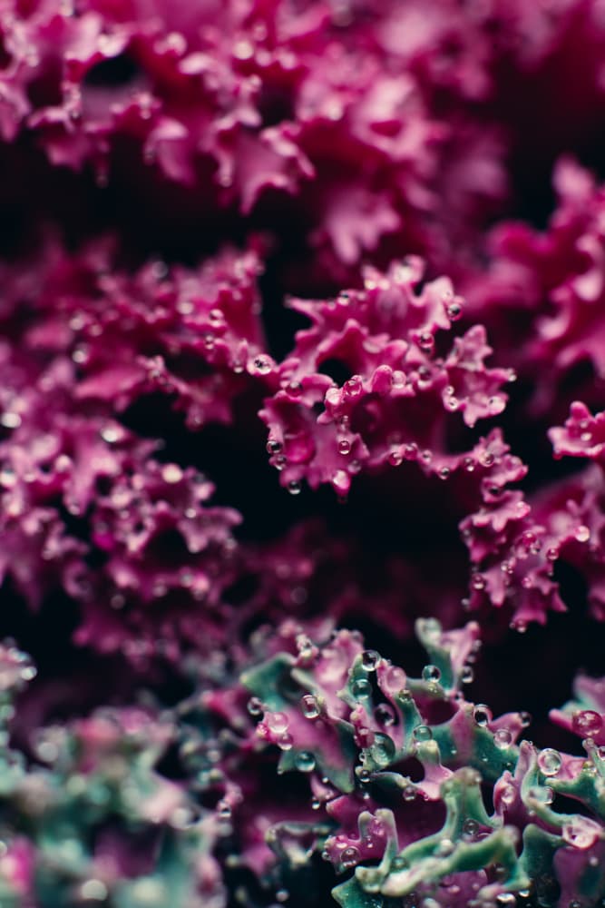 Dew Kissed Kale Leaves by Javier Pardina — canvas wall art