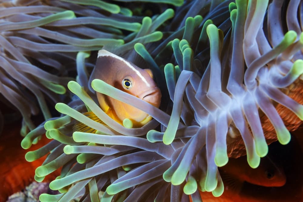 Curious Anemone Fish by Barathieu Gabriel — canvas wall art