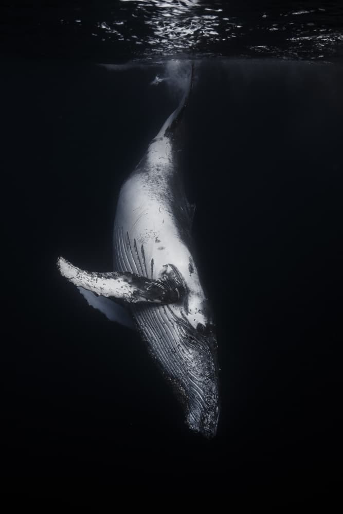 Whale In The Deep by Barathieu Gabriel — canvas wall art