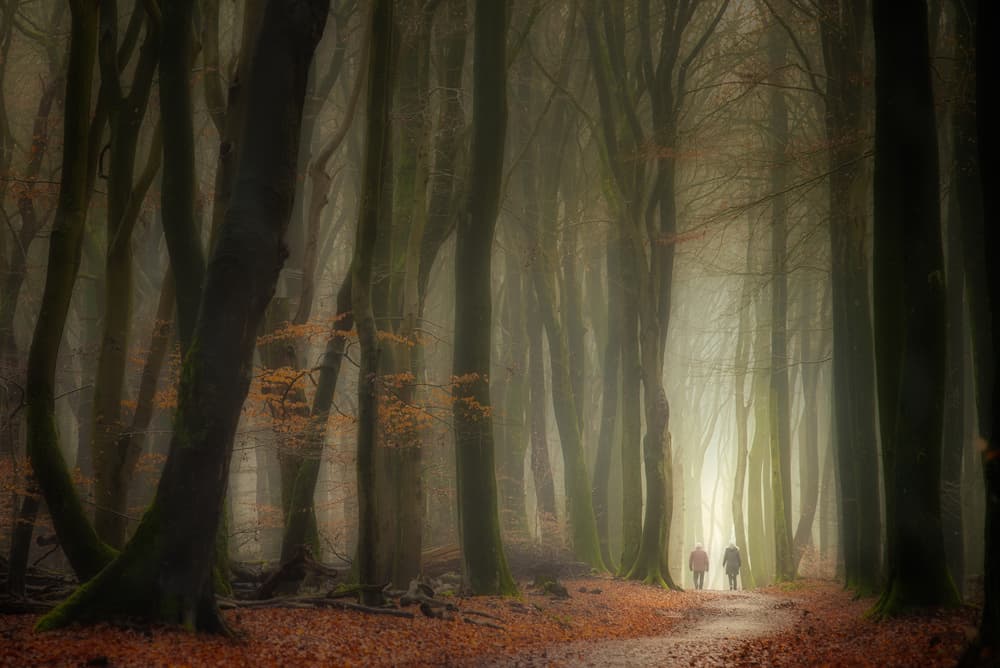 Misty Forest Path by Piet Haaksma — canvas wall art