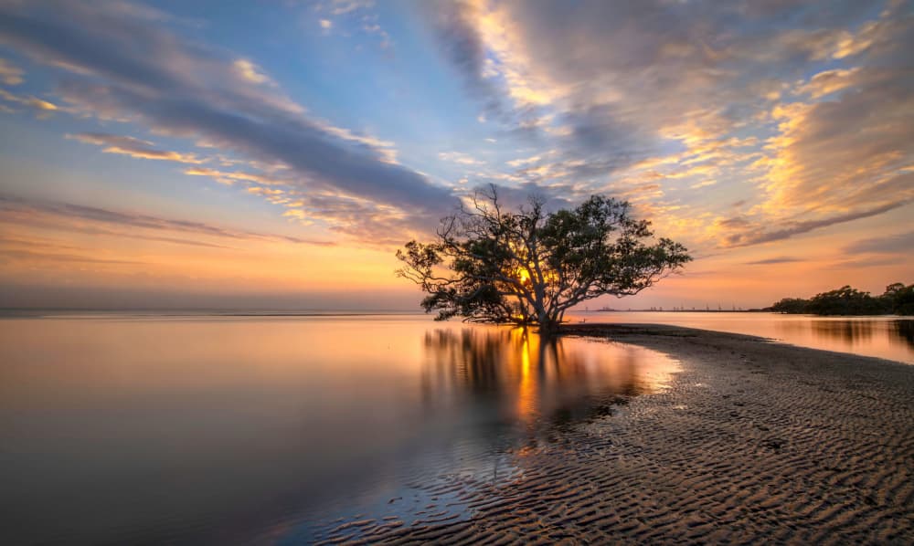 Lone Tree Golden Sunset by Emanuel Papamanolis — canvas wall art