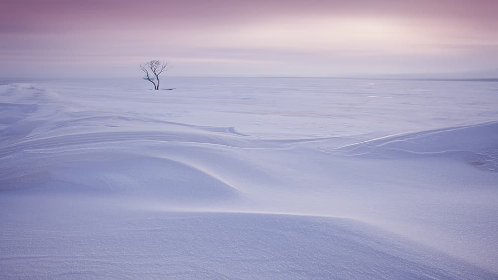 Pastel Snow Solitude by Bingo Z — canvas wall art