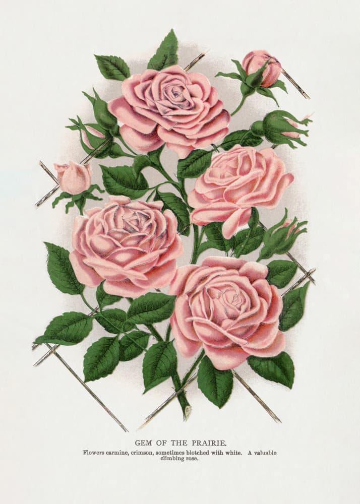Pink Rose, Gem of the Prairie Lithograph by Botanical Specimen Rochester Lithographing — canvas wall art