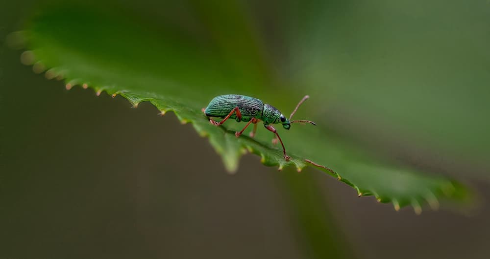 Emerald Green Beetle by Molly Fu APA — canvas wall art