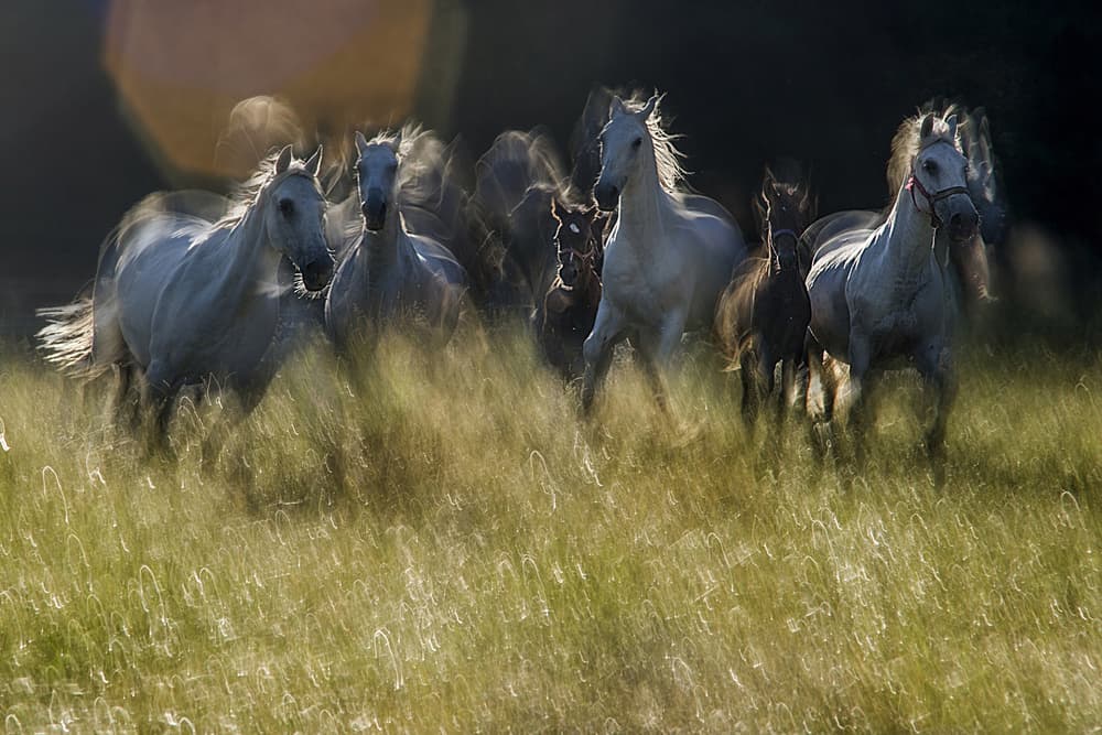 Dreamy Running Horses by Milan Malovrh — canvas wall art
