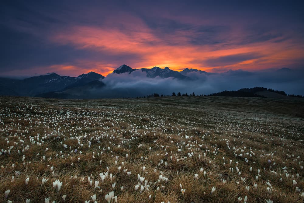 Alpine Flower Sunset by Michel Manzoni — canvas wall art
