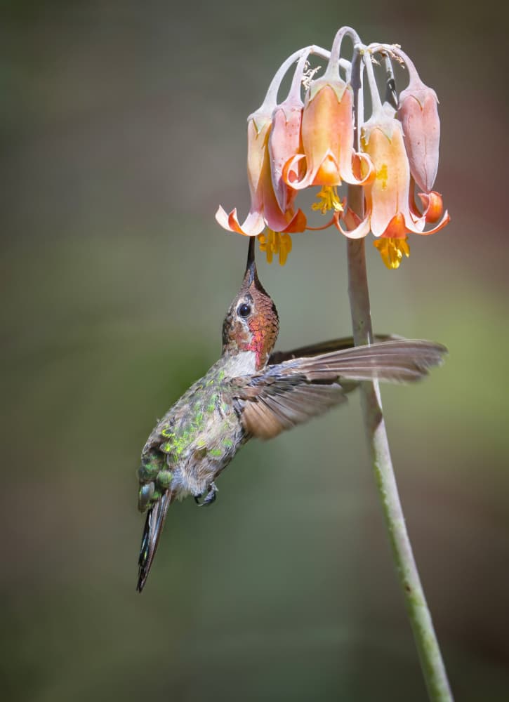 Hummingbird Nectar Feast by Xiaojian Huang — canvas wall art