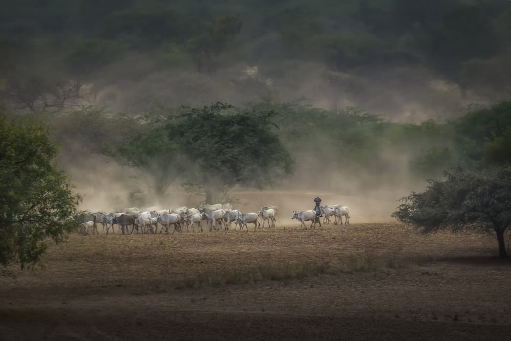 Dusty Cattle Herd by Raymond Ren Rong Liu — canvas wall art