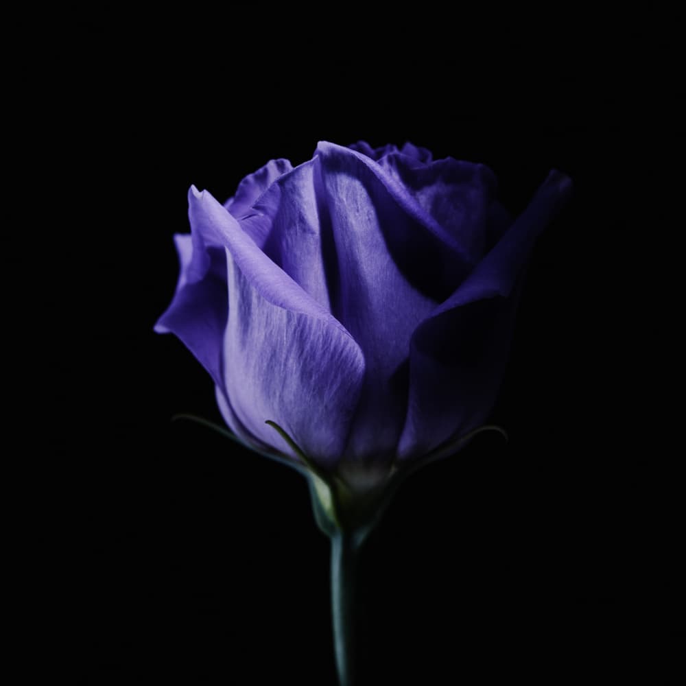 Moody Purple Rose by Frank Ulrich Gandenberger — canvas wall art