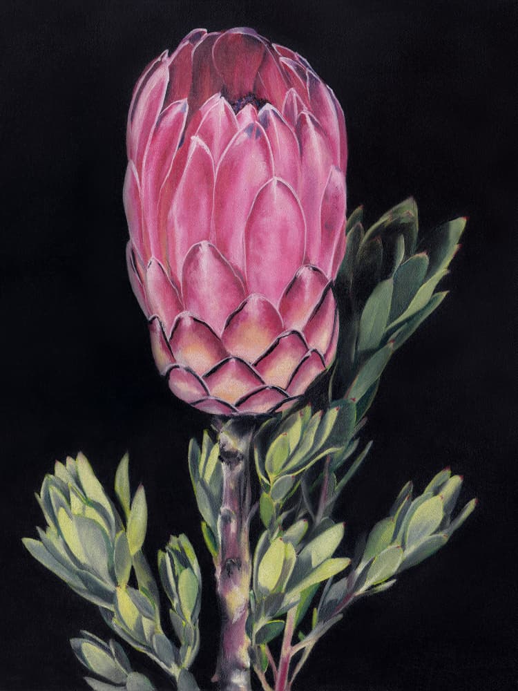 Vibrant Pink Protea by Viccy Wanliss — canvas wall art