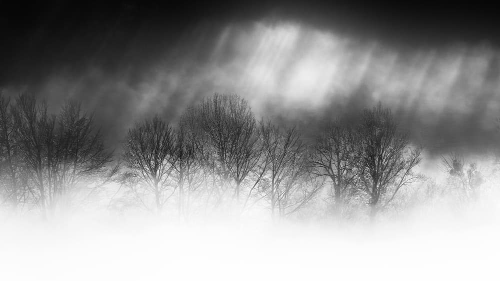 Bare Trees Winter Fog by Burger Jochen — canvas wall art