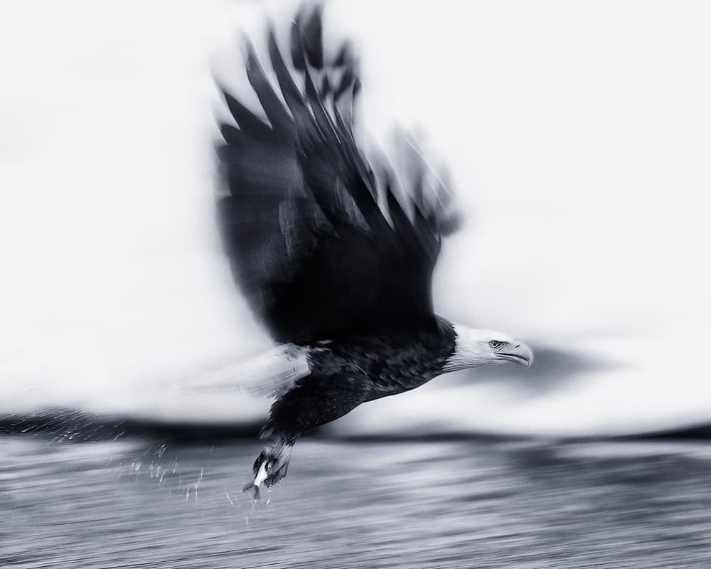 Powerful Eagle Hunt by Yu Cheng — canvas wall art