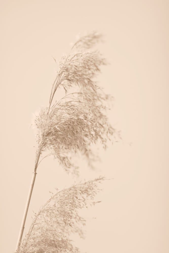 Soft Pampas Grass by Pictufy Studio III — canvas wall art
