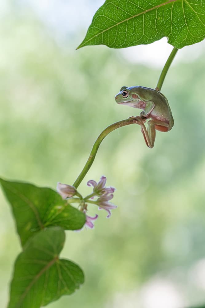 Green Frog on Vine by Summer2016 — canvas wall art