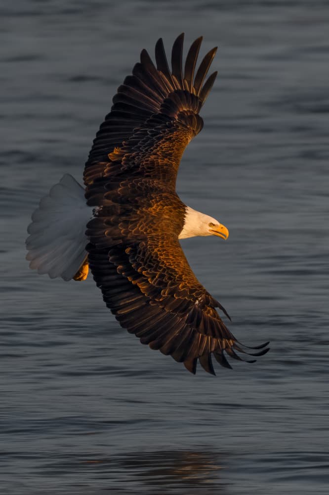 Golden Light Eagle Flight by John Fan — canvas wall art