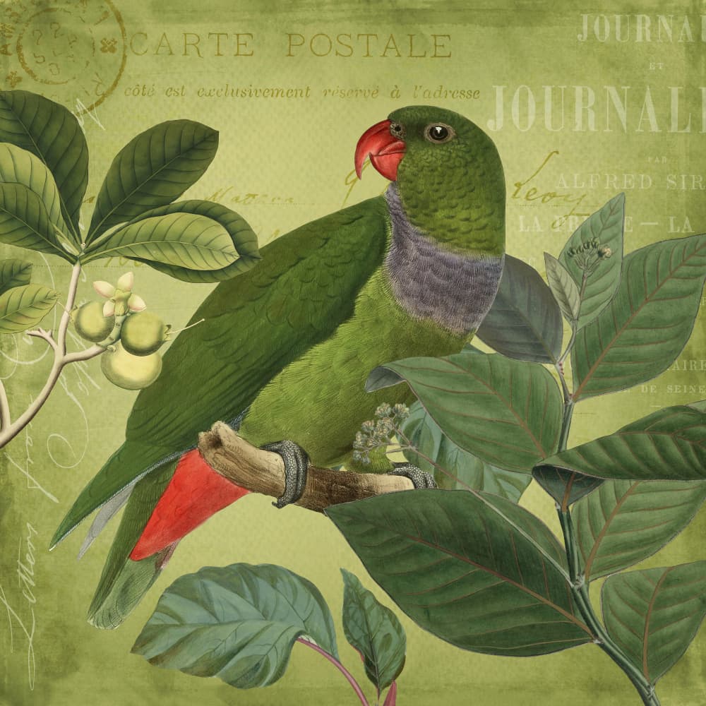 Vintage Green Parrot by Andrea Haase — canvas wall art