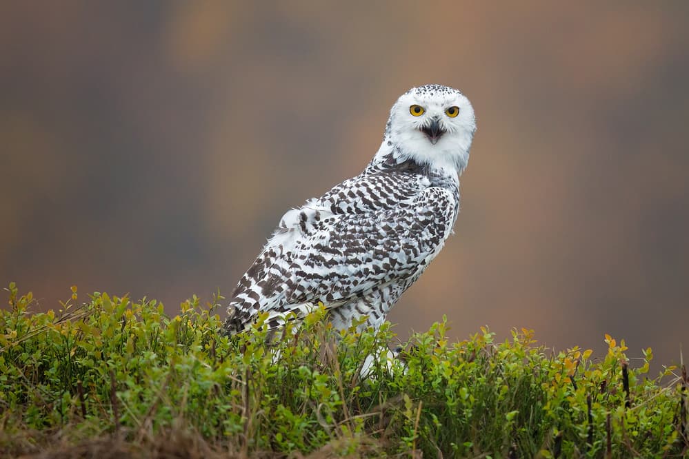 Snowy Owl Calling by Milan Zygmunt — canvas wall art