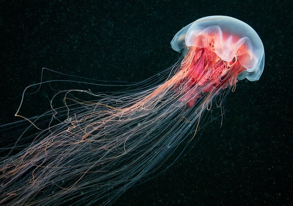 Ethereal Red Jellyfish by Alexander Semenov — canvas wall art