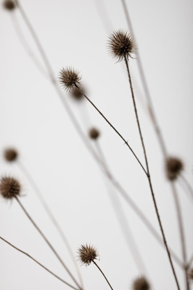 Serene Dried Thistles by Pictufy Studio III — canvas wall art