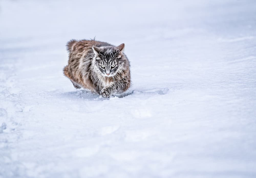 Focused Cat in Snow by Oana Vasileniuc — canvas wall art