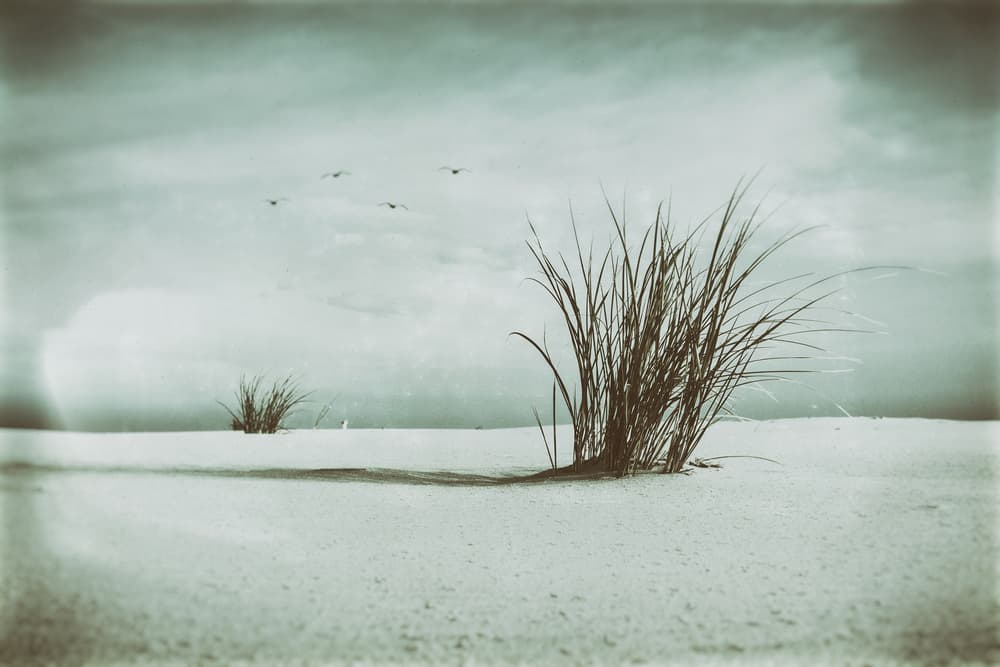 Dune Grass Flight by Jacob Tuinenga — canvas wall art