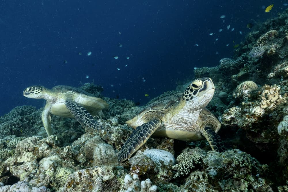 Green Turtles on Reef by Serge Melesan — canvas wall art