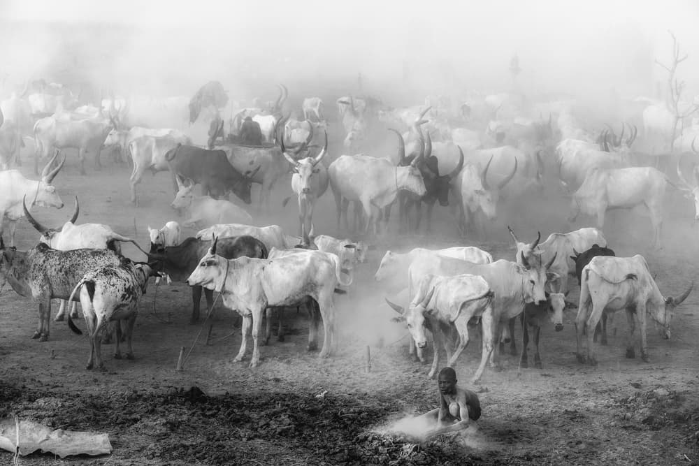 Dusty African Cattle Herd by Trevor Cole — canvas wall art