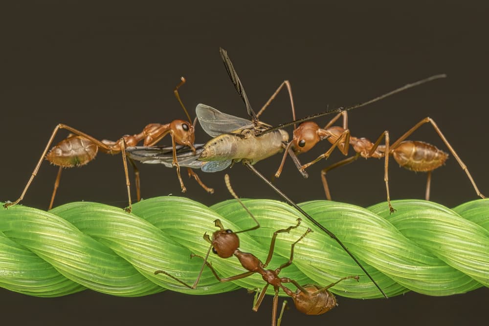Ants on a Green Rope by Kumar Kranti Prasad — canvas wall art