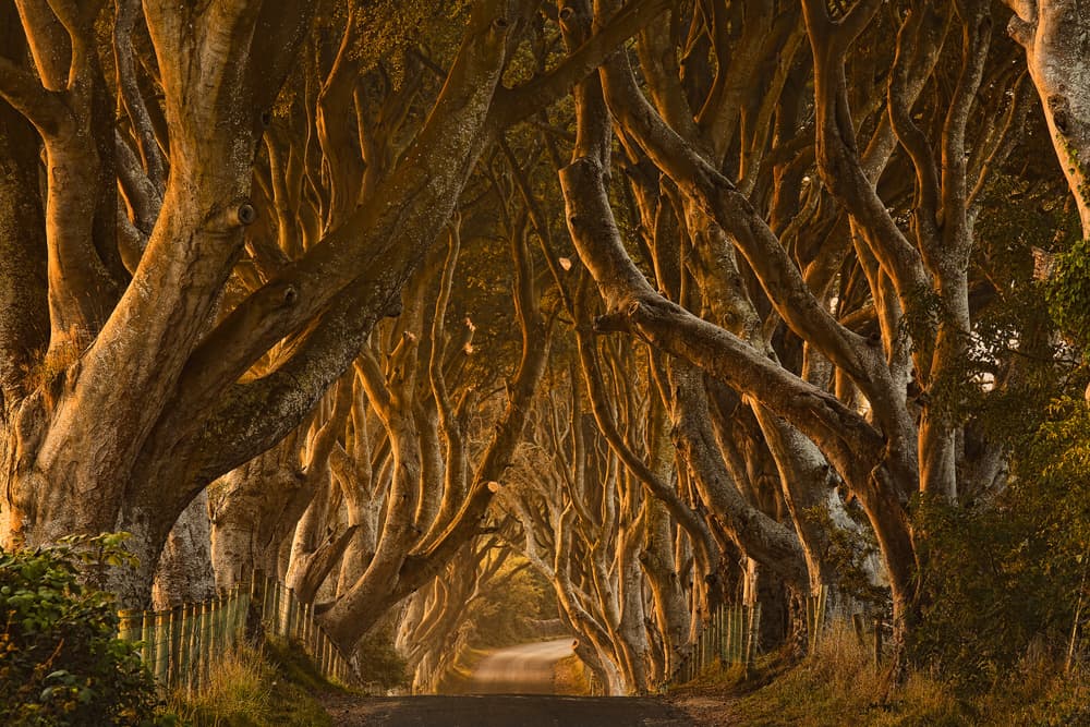 Golden Hour Tree Tunnel by Derek Smyth — canvas wall art