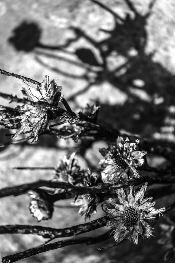Petals In Shadowsjpg by Shot by Clint — canvas wall art