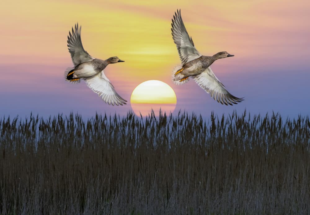 Golden Hour Flight by אייל בר אור • Eyal Bar Or — canvas wall art