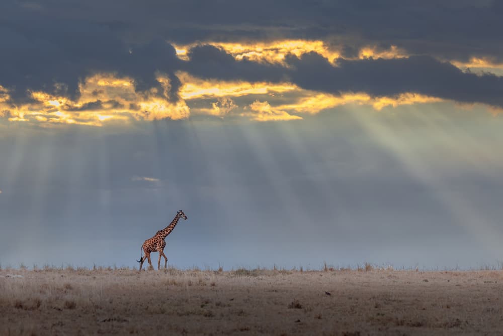 Savanna Giraffe Rays by Yun Thwaits — canvas wall art