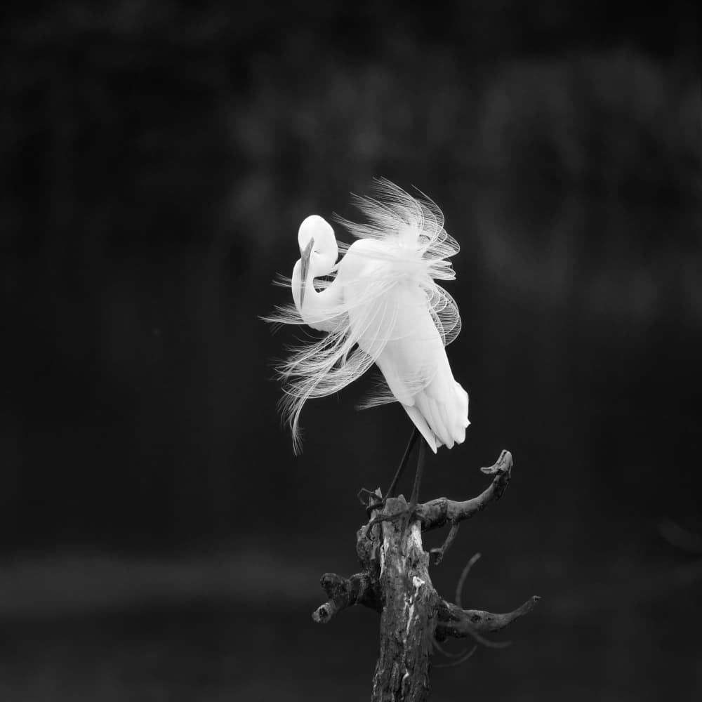 Elegant Egret Feathers by Yun Gong — canvas wall art