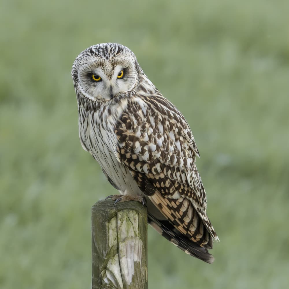Watchful Short-eared Owl by Ytje Veenstra — canvas wall art
