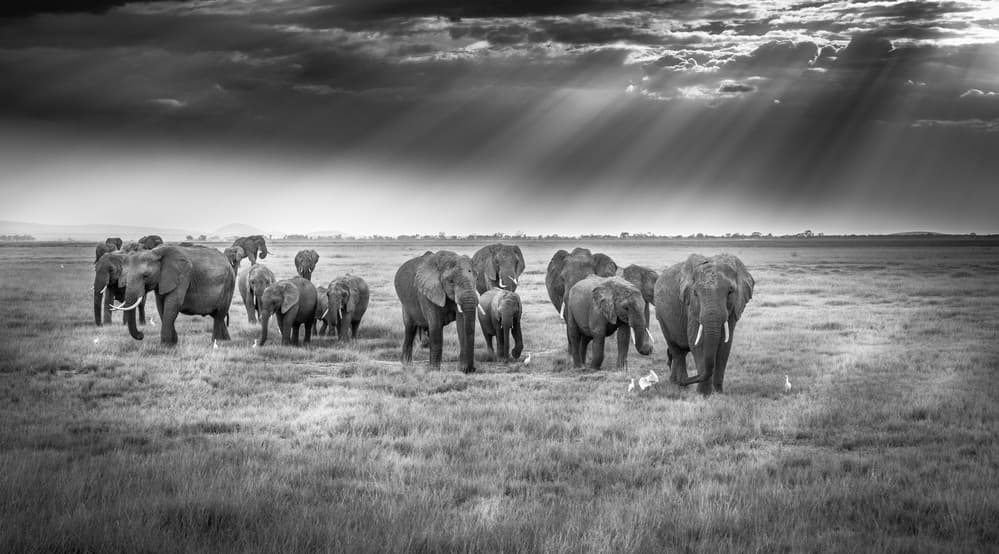 Elephants Under Sun Rays by Jeffrey C. Sink — canvas wall art